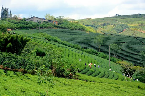 Săn mây ở làng chè trăm tuổi ở Đà Lạt Săn mây ở làng chè trăm tuổi ở Đà Lạt