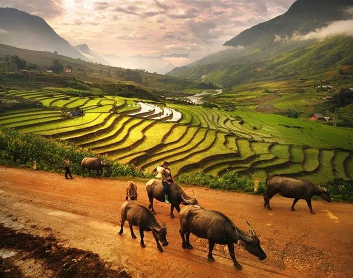 Sapa duyên dáng đến nao lòng qua ông kính nhiếp ảnh gia nước ngoài