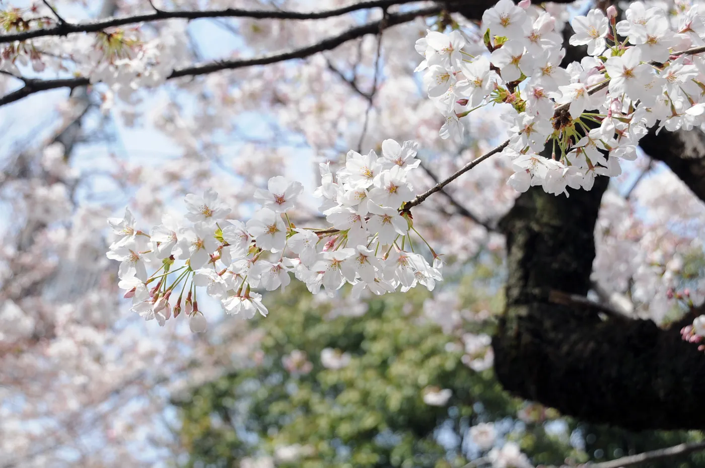 Seoul mùa hoa anh đào Seoul mùa hoa anh đào