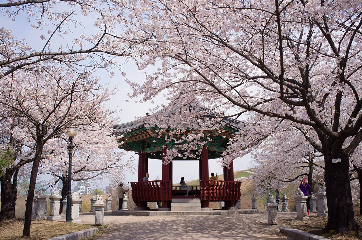 Seoul mùa hoa anh đào Seoul mùa hoa anh đào
