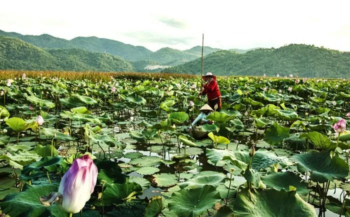 Thả hồn giữa vùng đất hoa vàng cỏ xanh đẹp mê mẩn