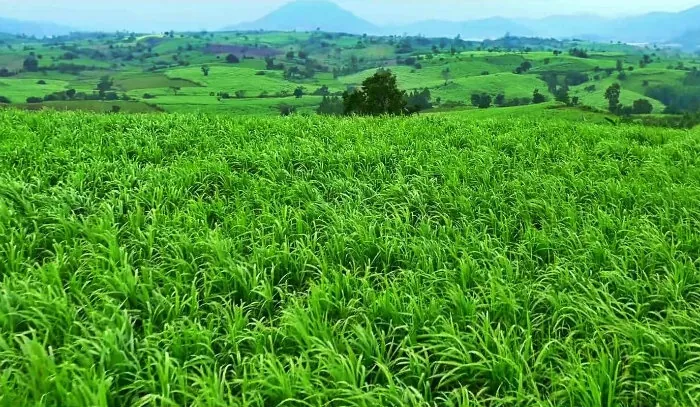 Thả hồn giữa vùng đất hoa vàng cỏ xanh đẹp mê mẩn
