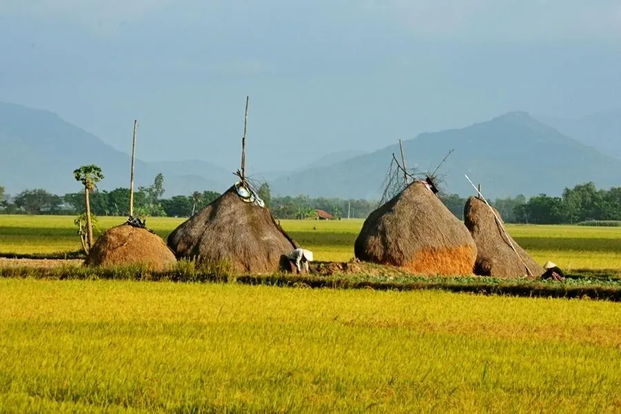 Thả hồn giữa vùng đất hoa vàng cỏ xanh đẹp mê mẩn