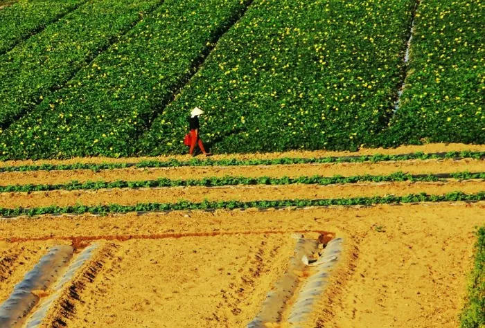 Thả hồn giữa vùng đất hoa vàng cỏ xanh đẹp mê mẩn