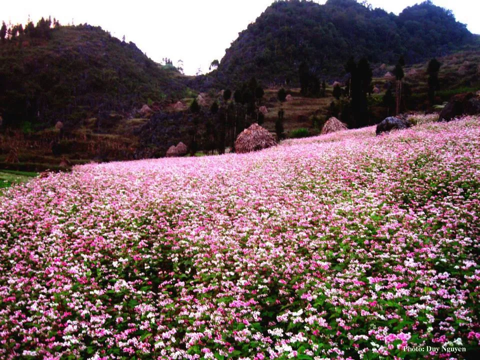 Tháng 11 đến với Lễ hội hoa Tam giác mạch Hà Giang