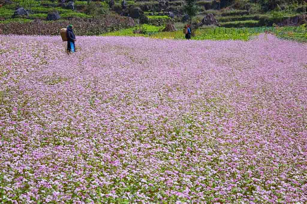 Thú vị những địa điểm du lịch theo mùa hoa Thú vị những địa điểm du lịch theo mùa hoa