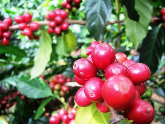 Tìm về Buôn Ma Thuột nơi trái tim Tây Nguyên oai hùng Phần 2