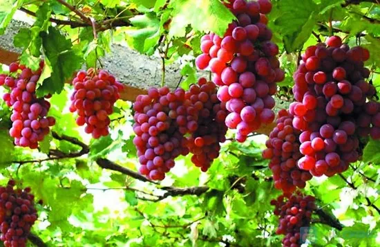 Trải nghiệm hái nho và trượt cát ở Phan Rang Tháp Chàm