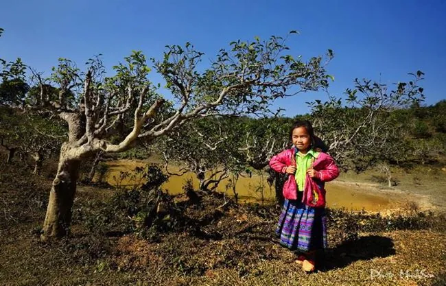 Vẻ đẹp bình dị nơi bản cao Yên Bái Vẻ đẹp bình dị nơi bản cao Yên Bái