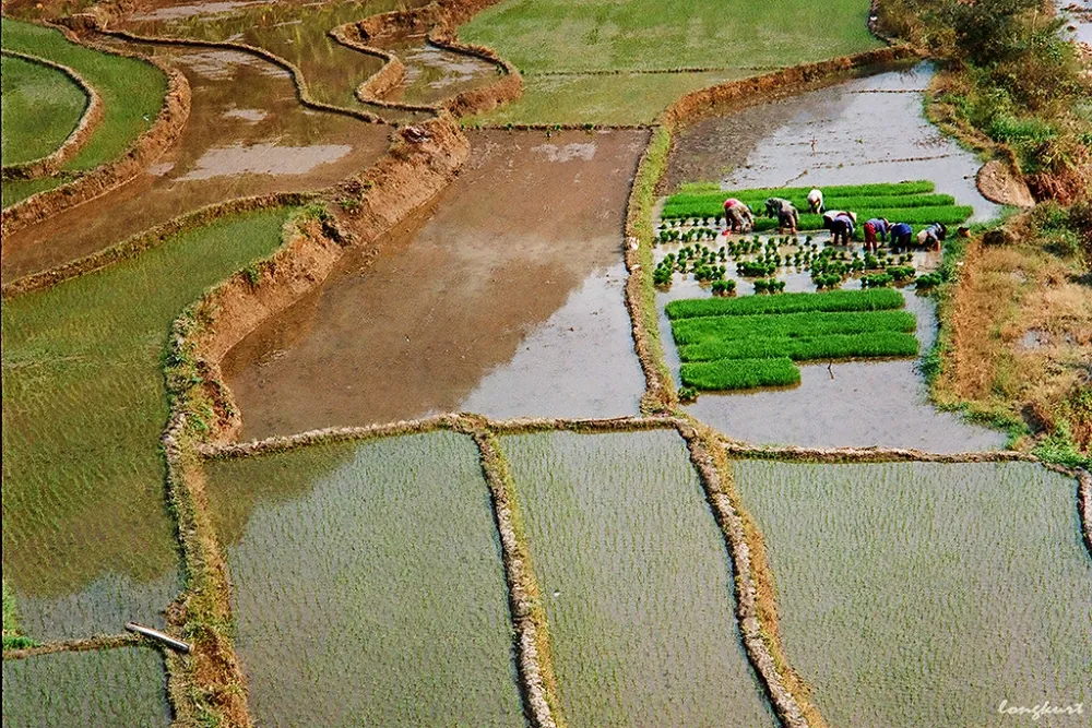 Vẻ đẹp của hoa ban và ruộng lúa Tây Bắc mùa xuân Vẻ đẹp của hoa ban và ruộng lúa Tây Bắc mùa xuân