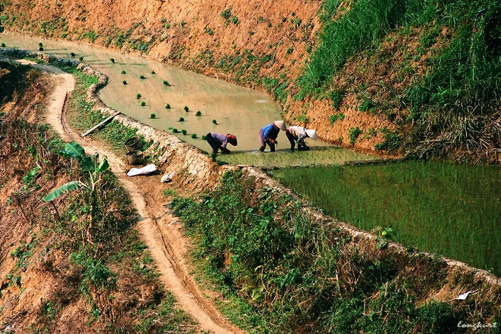 Vẻ đẹp của hoa ban và ruộng lúa Tây Bắc mùa xuân Vẻ đẹp của hoa ban và ruộng lúa Tây Bắc mùa xuân