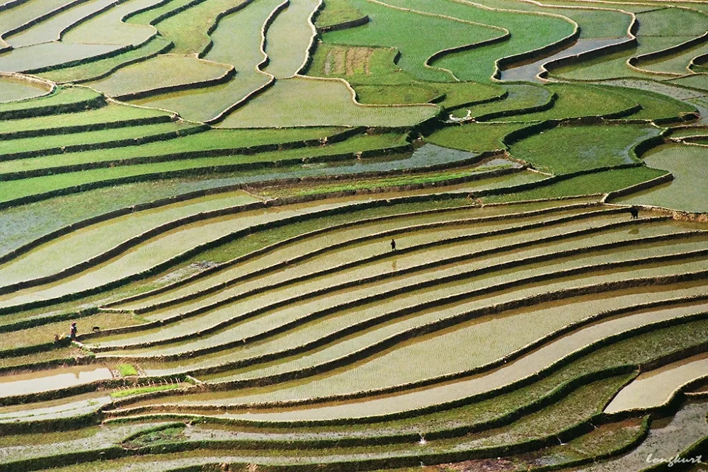 Vẻ đẹp của hoa ban và ruộng lúa Tây Bắc mùa xuân Vẻ đẹp của hoa ban và ruộng lúa Tây Bắc mùa xuân