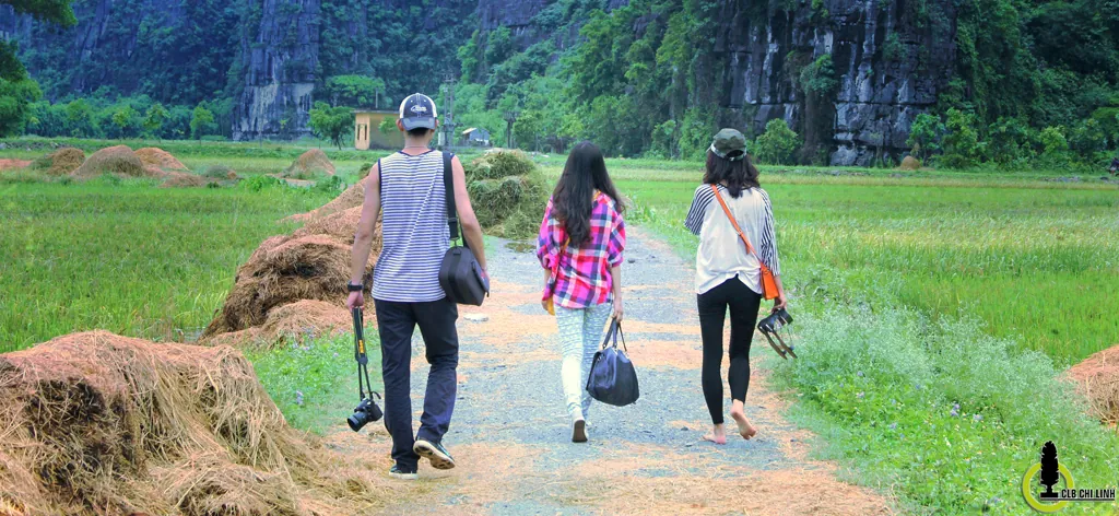 Về Tam Cốc mùa lúa Về Tam Cốc mùa lúa