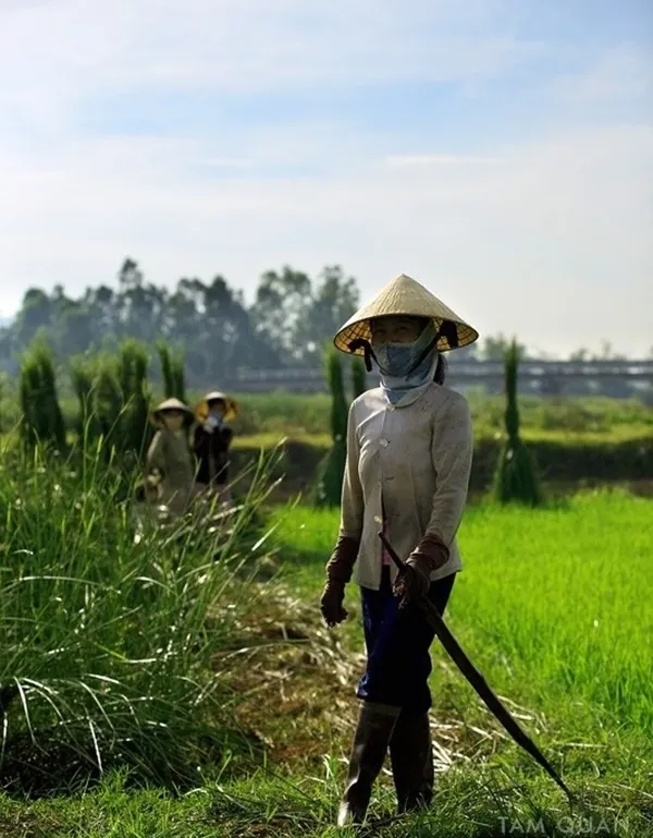 Về Tam Quan mục sở thị cánh đồng cói xanh mướt mát Về Tam Quan mục sở thị cánh đồng cói xanh mướt mát