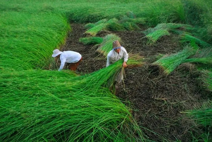 Về Tam Quan mục sở thị cánh đồng cói xanh mướt mát Về Tam Quan mục sở thị cánh đồng cói xanh mướt mát