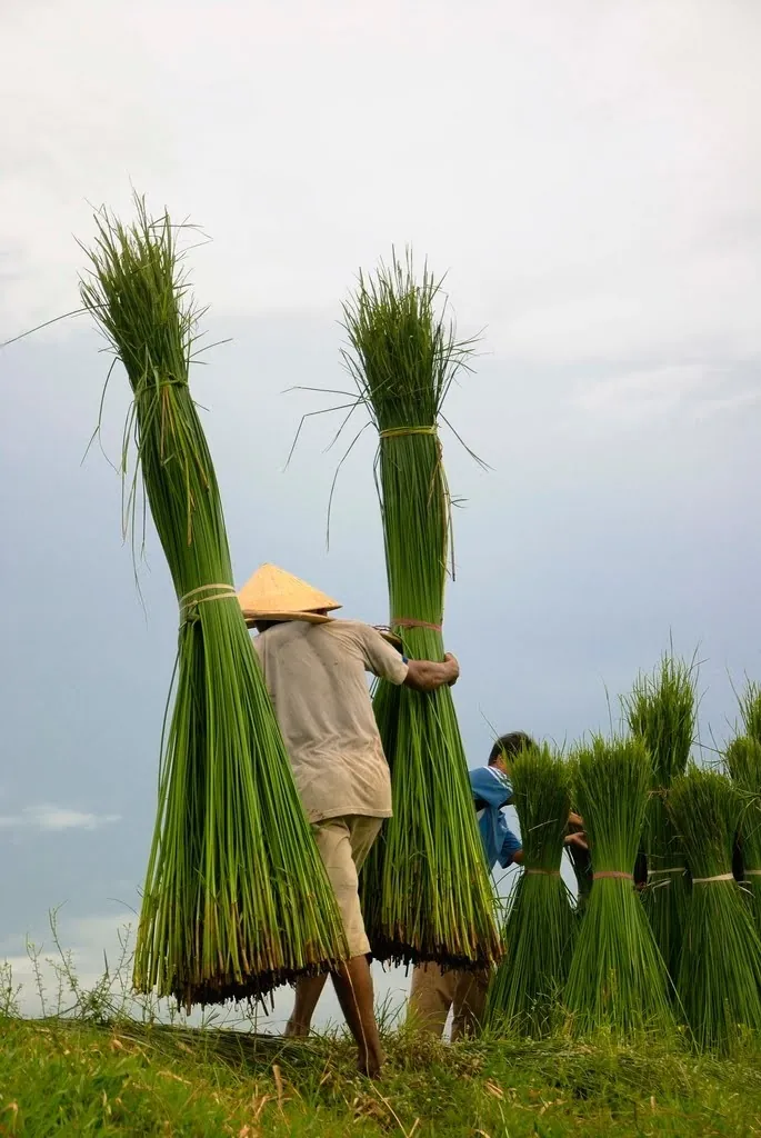 Về Tam Quan mục sở thị cánh đồng cói xanh mướt mát