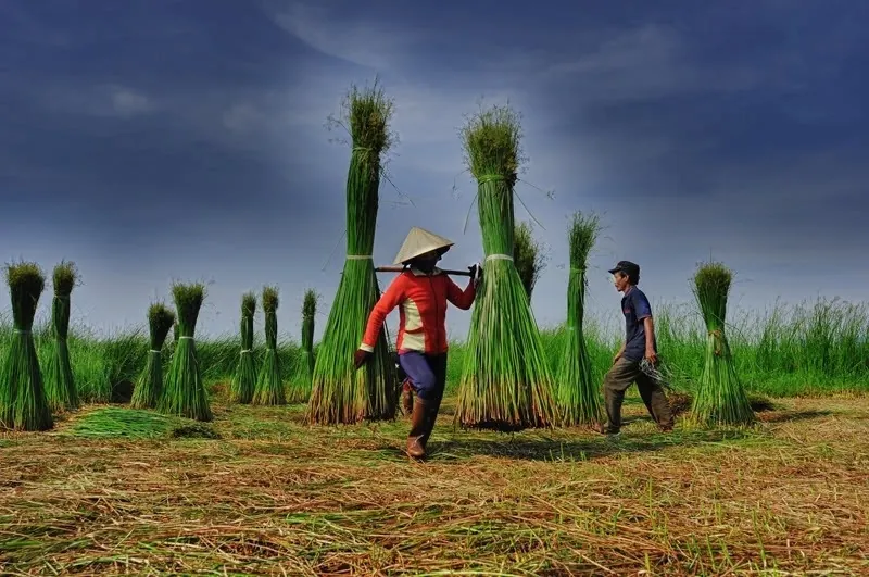 Về Tam Quan mục sở thị cánh đồng cói xanh mướt mát Về Tam Quan mục sở thị cánh đồng cói xanh mướt mát