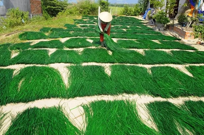 Về Tam Quan mục sở thị cánh đồng cói xanh mướt mát Về Tam Quan mục sở thị cánh đồng cói xanh mướt mát