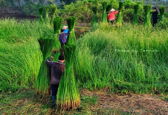 Về Tam Quan mục sở thị cánh đồng cói xanh mướt mát Về Tam Quan mục sở thị cánh đồng cói xanh mướt mát