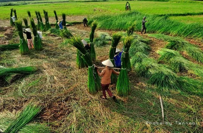 Về Tam Quan mục sở thị cánh đồng cói xanh mướt mát Về Tam Quan mục sở thị cánh đồng cói xanh mướt mát