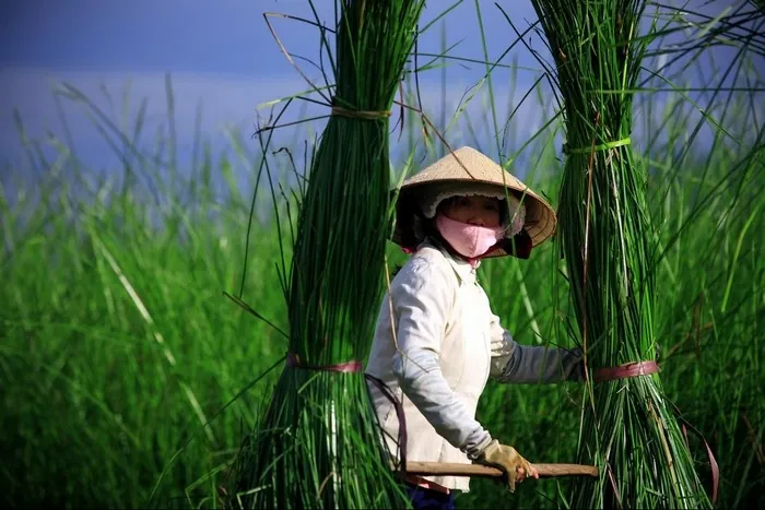 Về Tam Quan mục sở thị cánh đồng cói xanh mướt mát Về Tam Quan mục sở thị cánh đồng cói xanh mướt mát