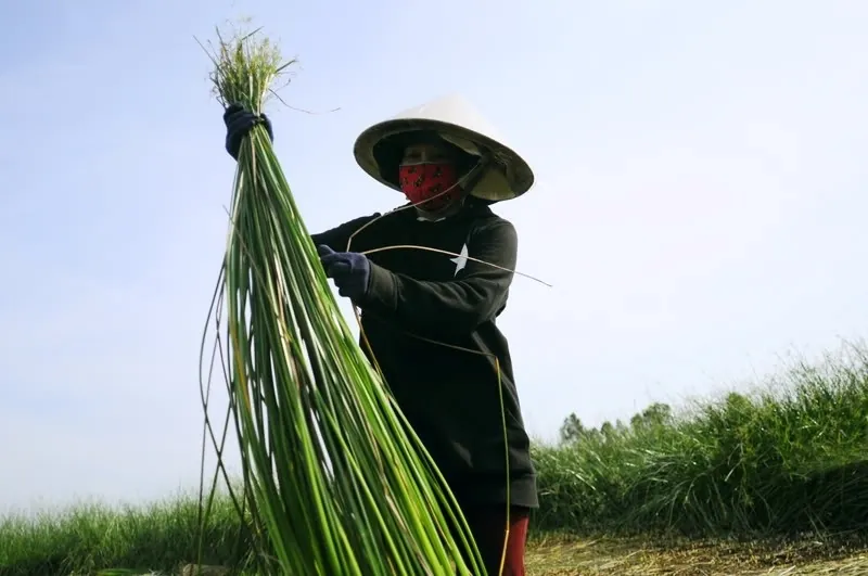 Về Tam Quan mục sở thị cánh đồng cói xanh mướt mát Về Tam Quan mục sở thị cánh đồng cói xanh mướt mát