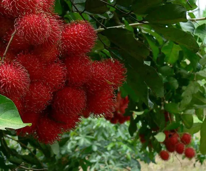Vườn cây ăn trái Cái Mơn Vườn cây ăn trái Cái Mơn