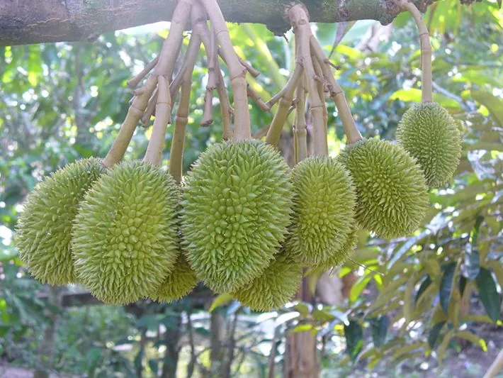 Vườn cây ăn trái Cái Mơn Vườn cây ăn trái Cái Mơn