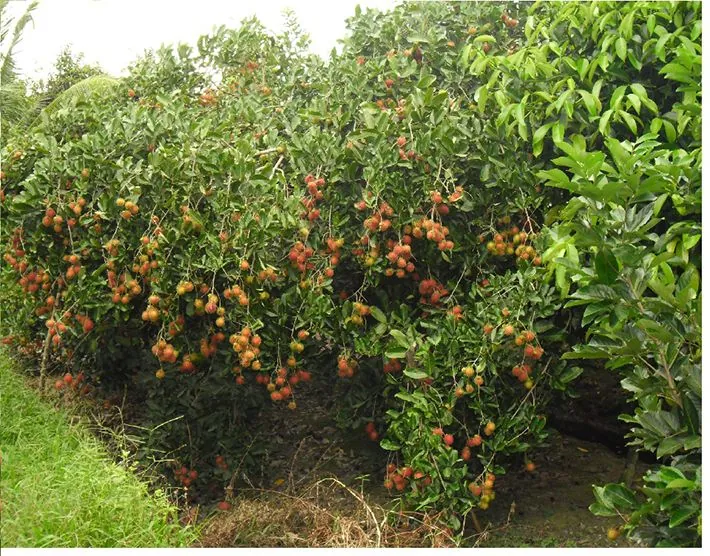 Vườn cây ăn trái Cái Mơn