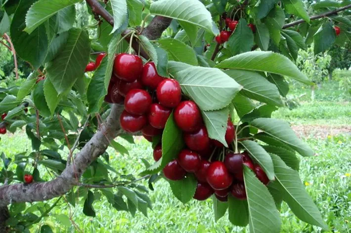 Vườn cây ăn trái Cái Mơn