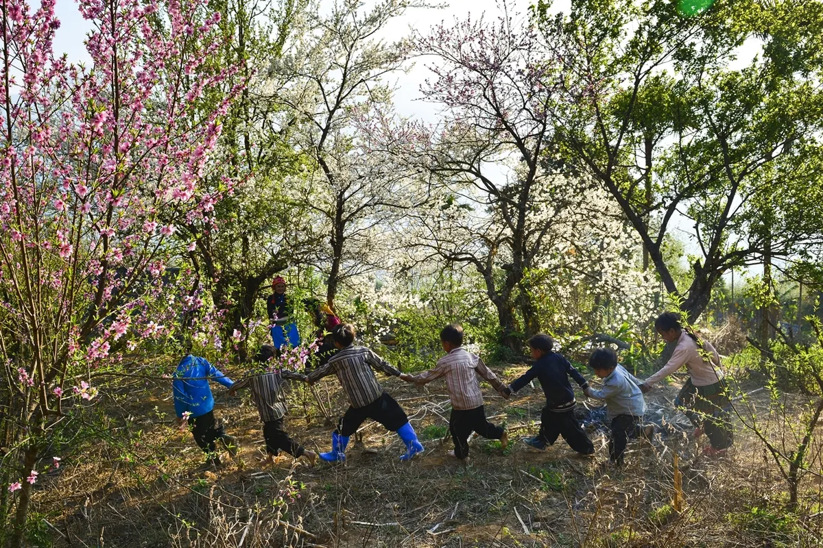 Xuân trên cao nguyên Y Tý