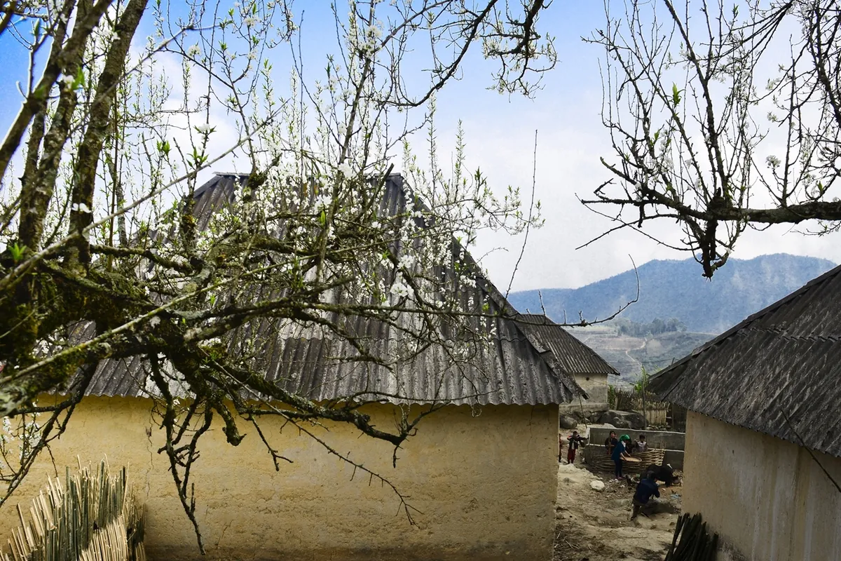 Xuân trên cao nguyên Y Tý