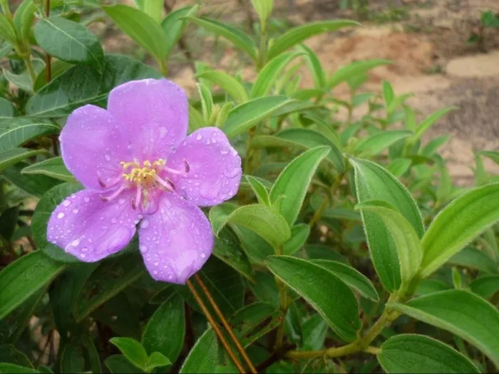 Y Tý bốn mùa như mây Y Tý bốn mùa như mây