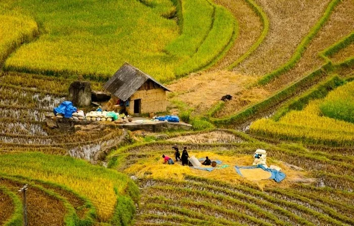 Y Tý bốn mùa như mây Y Tý bốn mùa như mây