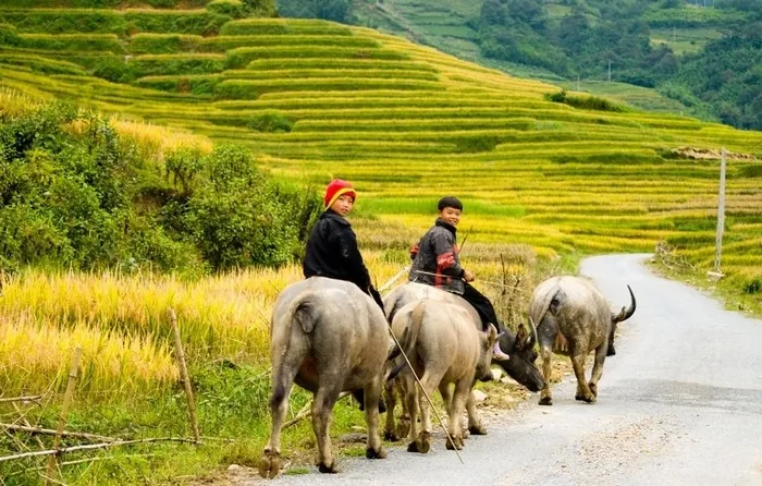 Y Tý bốn mùa như mây