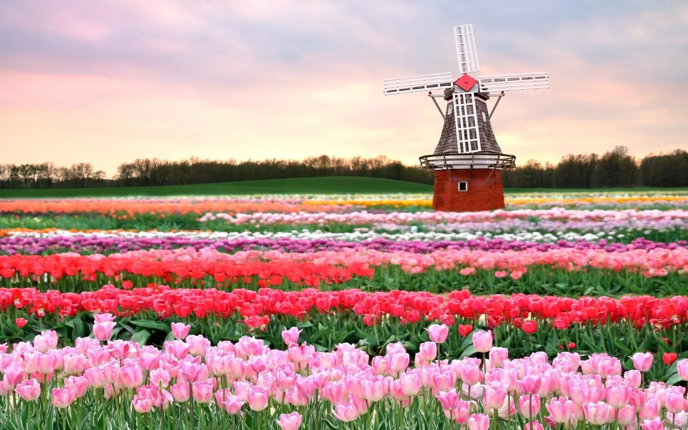 Cánh đồng hoa tulip ở Hà Lan