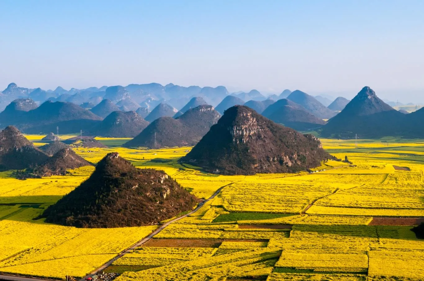 Biển vàng hoa cải ở Louping