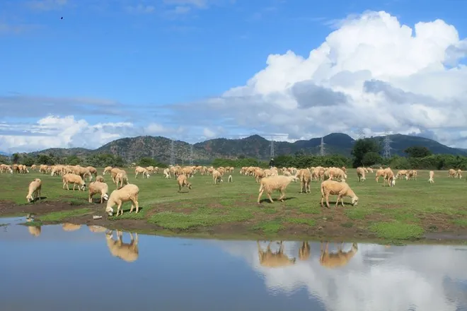 Cánh đồng cừu đẹp mê hồn ở Ninh Thuận Cánh đồng cừu đẹp mê hồn ở Ninh Thuận