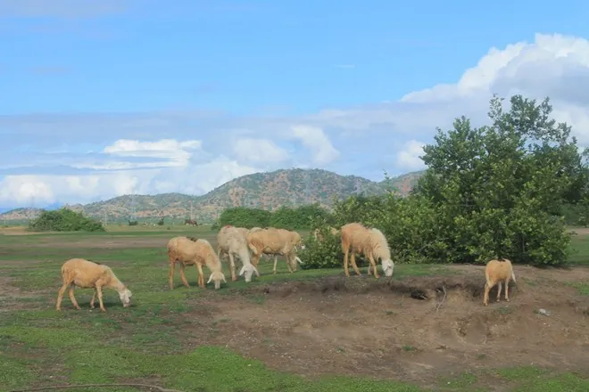 Cánh đồng cừu đẹp mê hồn ở Ninh Thuận Cánh đồng cừu đẹp mê hồn ở Ninh Thuận