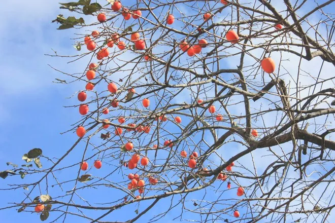 Dran, thị trấn ngủ vùi giữa cao nguyên Dran thị trấn ngủ vùi giữa cao nguyên