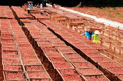 Những đặc sản nghĩ là thèm của đất mũi Cà Mau Những đặc sản nghĩ là thèm của đất mũi Cà Mau