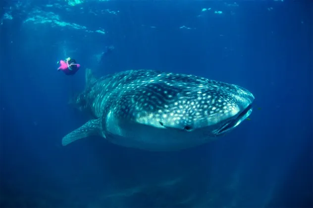 Những điều thú vị về Maldives Những điều thú vị về Maldives