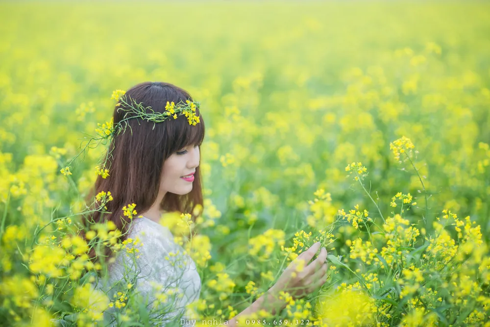 Cánh đồng hoa cải vàng rực rỡ ở Thái Bình cánh đồng hoa cải vàng ở thái bình