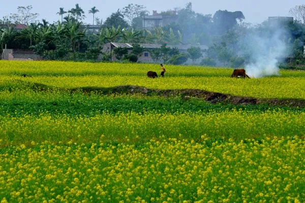 cánh đồng hoa cải vàng ở vũ thư thái bình