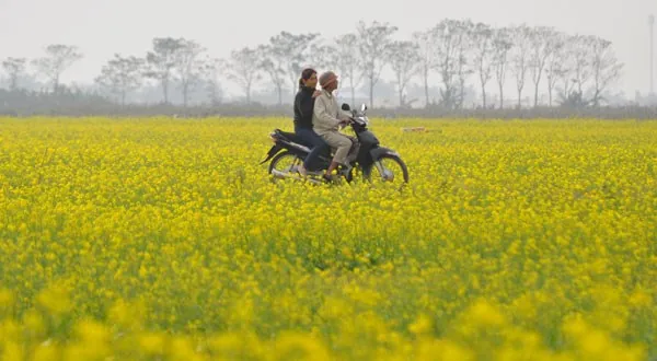 cánh đồng hoa cải vàng ở vũ thư thái bình