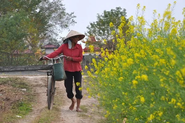 cánh đồng hoa cải vàng ở vũ thư thái bình