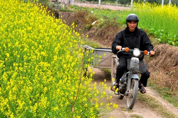 cánh đồng hoa cải vàng ở vũ thư thái bình