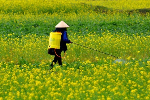 cánh đồng hoa cải vàng ở vũ thư thái bình