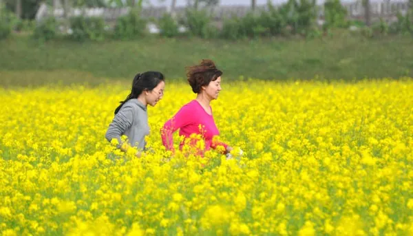 cánh đồng hoa cải vàng ở vũ thư thái bình