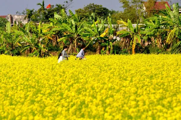 cánh đồng hoa cải vàng ở vũ thư thái bình